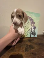 Diamond, a male Miniature Dachshund for sale in Lubbock, TX – 1 of 6