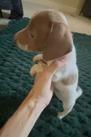 Ruby, a female Miniature Dachshund for sale in Lubbock, TX – 3 of 4