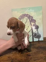 Rosie, a female Miniature Dachshund for sale in Lubbock, TX – 2 of 4