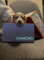 Diamond, a male Miniature Dachshund for sale in Lubbock, TX – 6 of 6