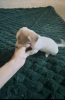 Diamond, a male Miniature Dachshund for sale in Lubbock, TX – 3 of 6