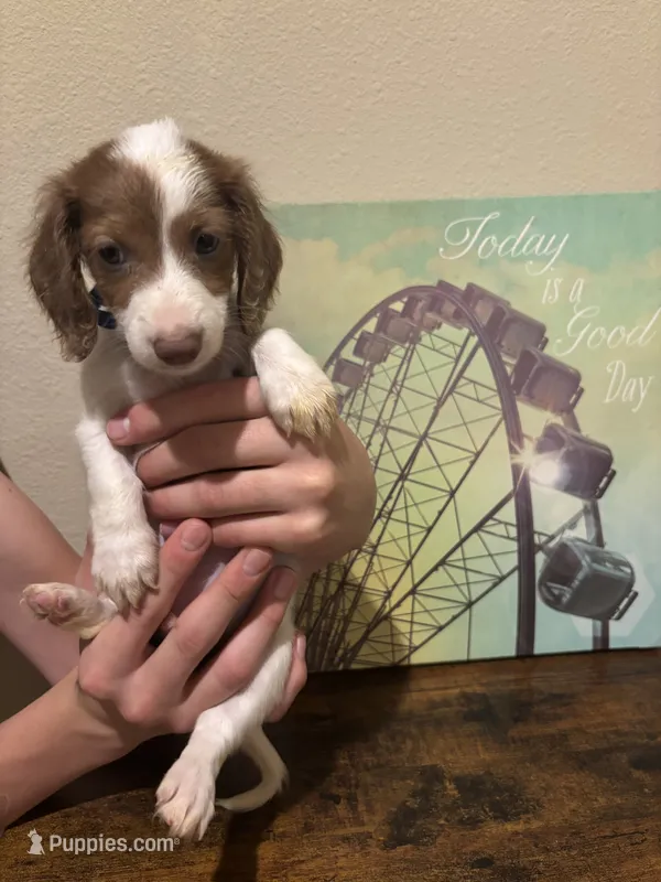 Archie – Miniature Dachshund puppy for sale in Lubbock, TX