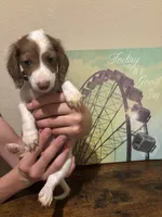 Archie, a male Miniature Dachshund for sale in Lubbock, TX – 1 of 5