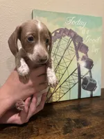 Ruby, a female Miniature Dachshund for sale in Lubbock, TX – 2 of 4