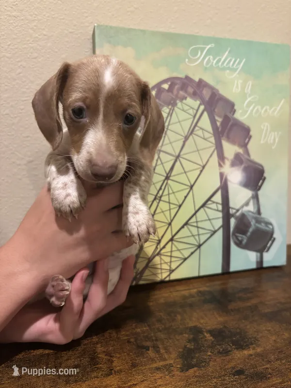 Ruby – Miniature Dachshund puppy for sale in Lubbock, TX