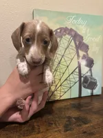 Ruby, a female Miniature Dachshund for sale in Lubbock, TX – 1 of 4