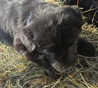 Shadow, a female Labradoodle and Labrador Retriever for sale in Riverside, IA – Photo 5 of 9