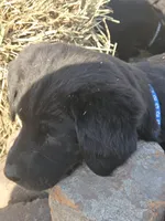 Shadow, a female Labradoodle and Labrador Retriever for sale in Riverside, IA – Photo 9 of 9