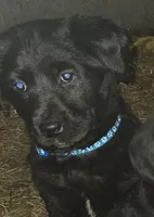 Shadow, a female Labradoodle and Labrador Retriever for sale in Riverside, IA – Photo 2 of 9