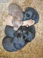 Shadow, a female Labradoodle and Labrador Retriever for sale in Riverside, IA – Photo 6 of 9