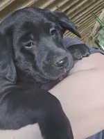 Shadow, a female Labradoodle and Labrador Retriever for sale in Riverside, IA – Photo 1 of 9