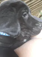 Shadow, a female Labradoodle and Labrador Retriever for sale in Riverside, IA – Photo 7 of 9