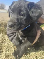 Shadow, a female Labradoodle and Labrador Retriever for sale in Riverside, IA – Photo 4 of 9