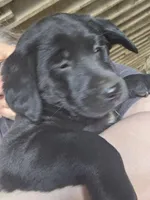 Shadow, a female Labradoodle and Labrador Retriever for sale in Riverside, IA – Photo 8 of 9