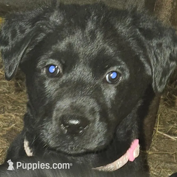 Rosie, a female Labradoodle and Labrador Retriever for sale in Riverside, IA – Photo 3 of 10