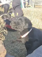 Rosie, a female Labradoodle and Labrador Retriever for sale in Riverside, IA – Photo 10 of 10