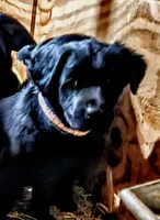 Rosie, a female Labradoodle and Labrador Retriever for sale in Riverside, IA – Photo 4 of 10