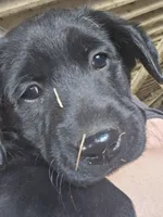 Rosie, a female Labradoodle and Labrador Retriever for sale in Riverside, IA – Photo 2 of 10