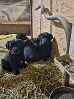 Rosie, a female Labradoodle and Labrador Retriever for sale in Riverside, IA – Photo 9 of 10
