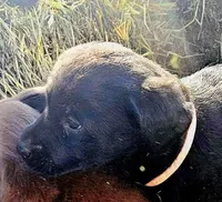Rosie, a female Labradoodle and Labrador Retriever for sale in Riverside, IA – Photo 5 of 10