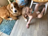 Nacho, a male Bernese Mountain Dog and Great Pyrenees for sale in Pickens, SC – Photo 10 of 10