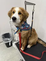 Nacho, a male Bernese Mountain Dog and Great Pyrenees for sale in Pickens, SC – Photo 8 of 10