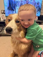 Nacho, a male Bernese Mountain Dog and Great Pyrenees for sale in Pickens, SC – Photo 4 of 10