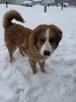 Nacho, a male Bernese Mountain Dog and Great Pyrenees for sale in Pickens, SC – Photo 5 of 10