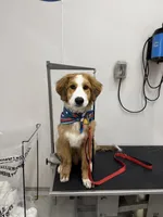 Nacho, a male Bernese Mountain Dog and Great Pyrenees for sale in Pickens, SC – Photo 9 of 10