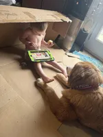 Nacho, a male Bernese Mountain Dog and Great Pyrenees for sale in Pickens, SC – Photo 7 of 10