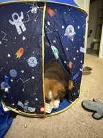 Nacho, a male Bernese Mountain Dog and Great Pyrenees for sale in Pickens, SC – Photo 3 of 10