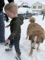 Nacho, a male Bernese Mountain Dog and Great Pyrenees for sale in Pickens, SC – Photo 6 of 10