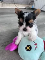 Mickey, a male Biewer for sale in Philadelphia, PA – 1 of 7
