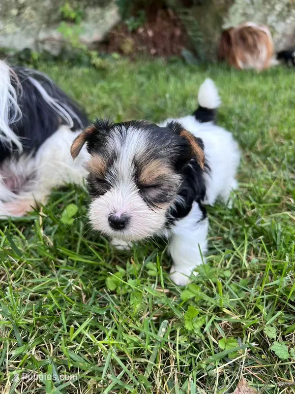 Biscuit – Biewer puppy for sale in Philadelphia, PA