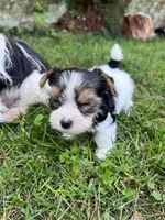 Biscuit, a male Biewer for sale in Philadelphia, PA – 1 of 5