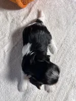 AKC teacup Biewer puppies, a female Biewer for sale in Philadelphia, PA – 5 of 7
