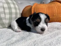 AKC teacup Biewer, a male Biewer for sale in Philadelphia, PA – 5 of 6
