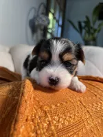 AKC teacup Biewer puppies, a female Biewer for sale in Philadelphia, PA – 7 of 7