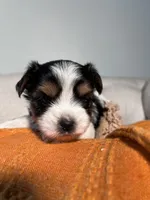 AKC teacup Biewer, a male Biewer for sale in Philadelphia, PA – 4 of 6