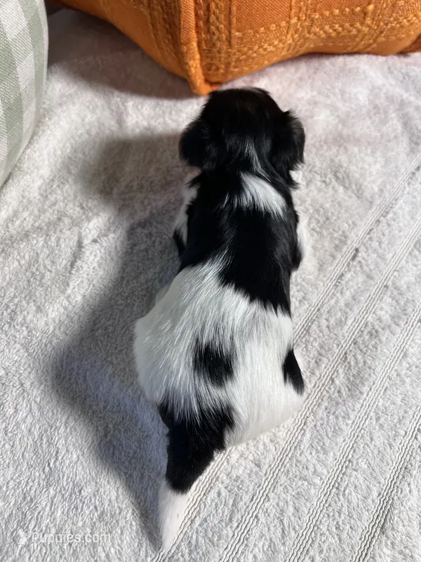 AKC teacup Biewer puppies – Biewer puppy for sale in Philadelphia, PA