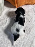 AKC teacup Biewer puppies, a female Biewer for sale in Philadelphia, PA – 1 of 7