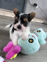 Mickey, a male Biewer for sale in Philadelphia, PA – 2 of 7