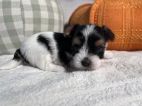 AKC teacup Biewer, a male Biewer for sale in Philadelphia, PA – 6 of 6