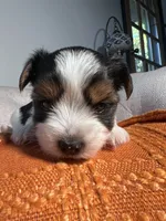 AKC teacup Biewer, a male Biewer for sale in Philadelphia, PA – 3 of 6