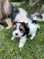 Biscuit, a male Biewer for sale in Philadelphia, PA – 2 of 5