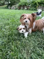 Teddy, a male Yorkshire Terrier and Biewer for sale in Philadelphia, PA – 6 of 6