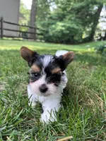 Mickey, a male Biewer for sale in Philadelphia, PA – 4 of 7
