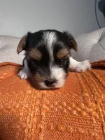 AKC teacup Biewer puppies, a female Biewer for sale in Philadelphia, PA – 4 of 7