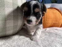 AKC teacup Biewer puppies, a female Biewer for sale in Philadelphia, PA – 3 of 7