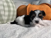 AKC teacup Biewer, a male Biewer for sale in Philadelphia, PA – 2 of 6